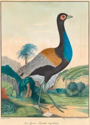 The Agami. Psophia crepitans. (Trumpet Bird) in a Lush Green Forest Landscape with Rocks